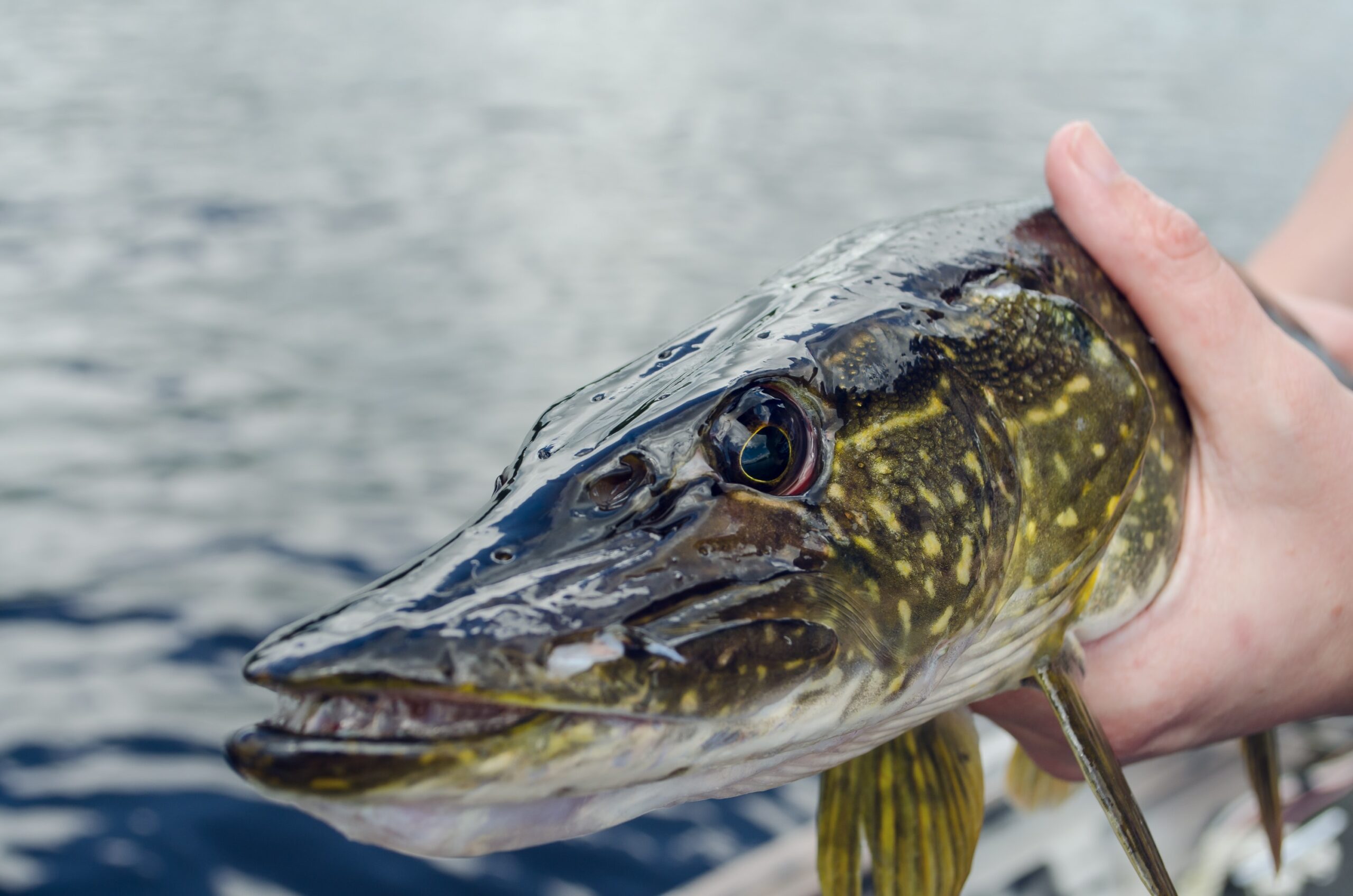 Fly Fishing for Pike in 2021 [Complete Guide] - Fish The Fly